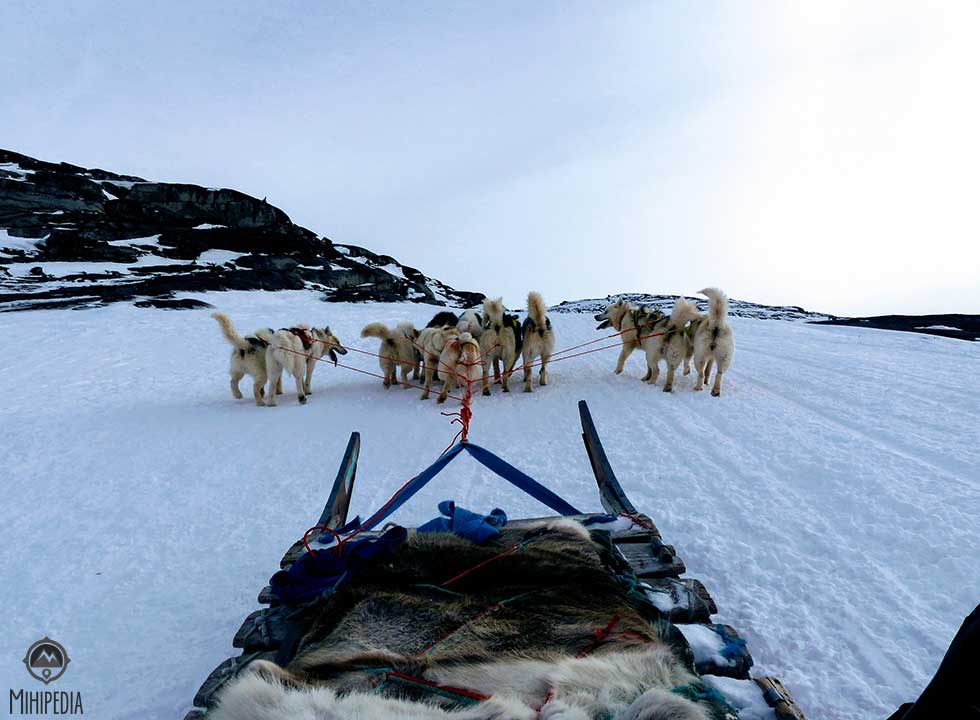 Daring Dogsledding. Ilulissat Greenland