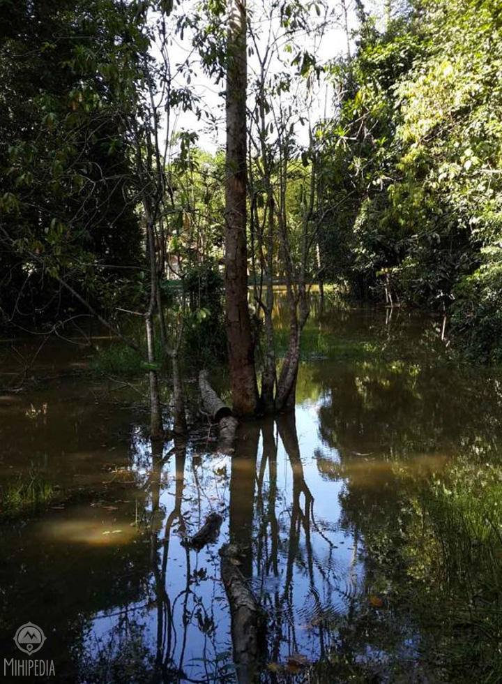 A Forest Trek. Horagolla Sri Lanka – Mihipedia.lk