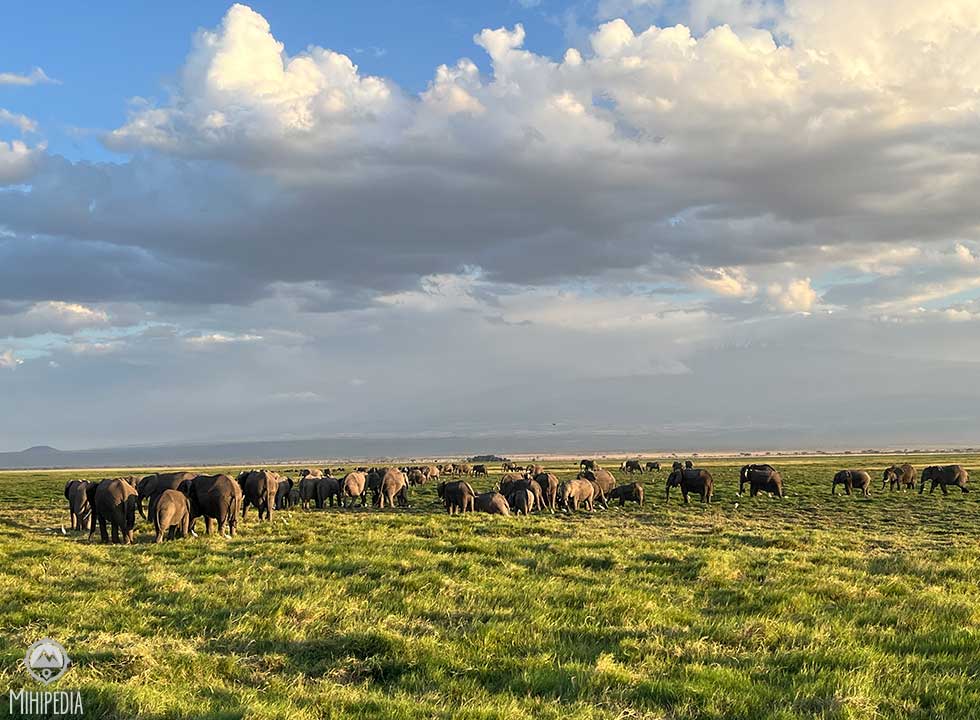 Elephant herd walking across the savannah with Mount Kilimanjaro in the background