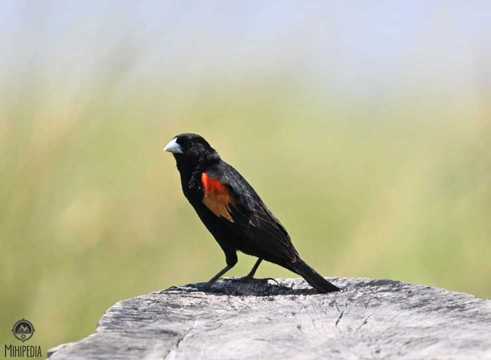 Home to over 500 bird species, Ngorongoro Crater is a paradise for bird lovers—each feathered visitor adding its own charm to the wild.