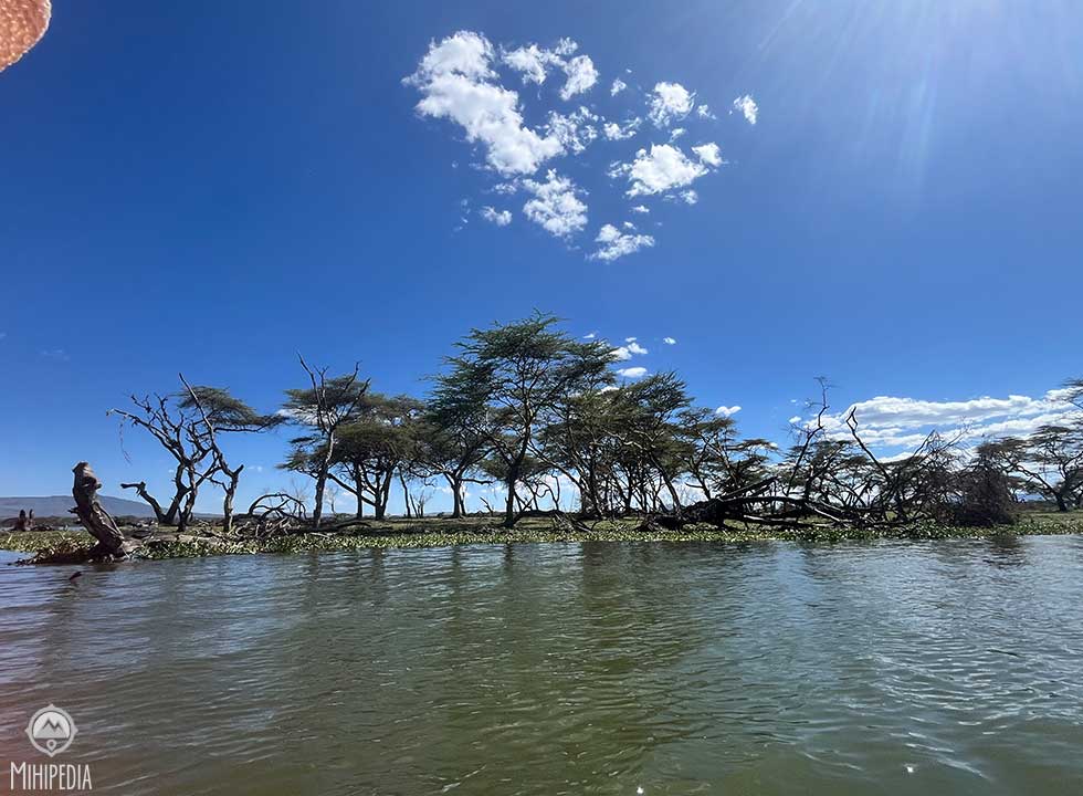 Wildlife including zebras and giraffes grazing on Crescent Island in Lake Naivasha