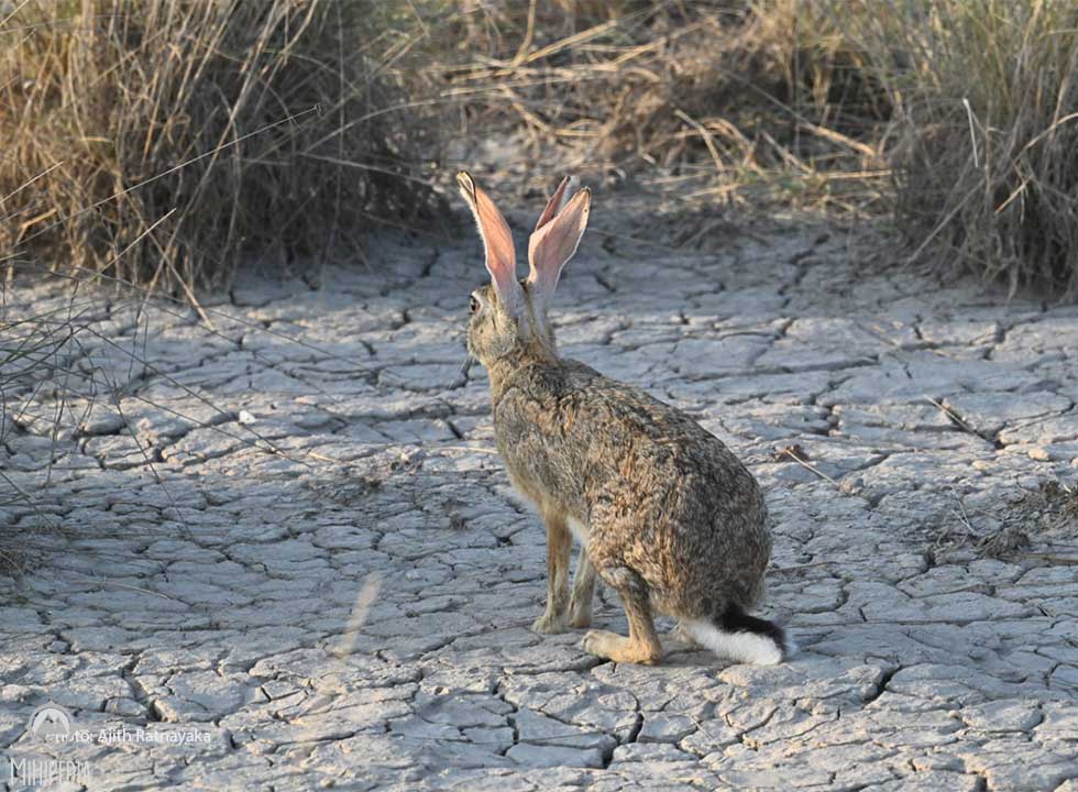 The wild and the wonderful 