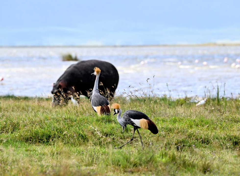 Meet the crowned beauty of the savannah—nature’s royal fashion statement!
