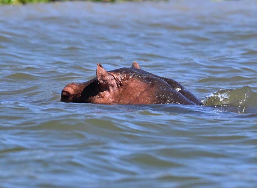 Group of hippos in Lake Naivasha, a top wildlife destination in Kenya