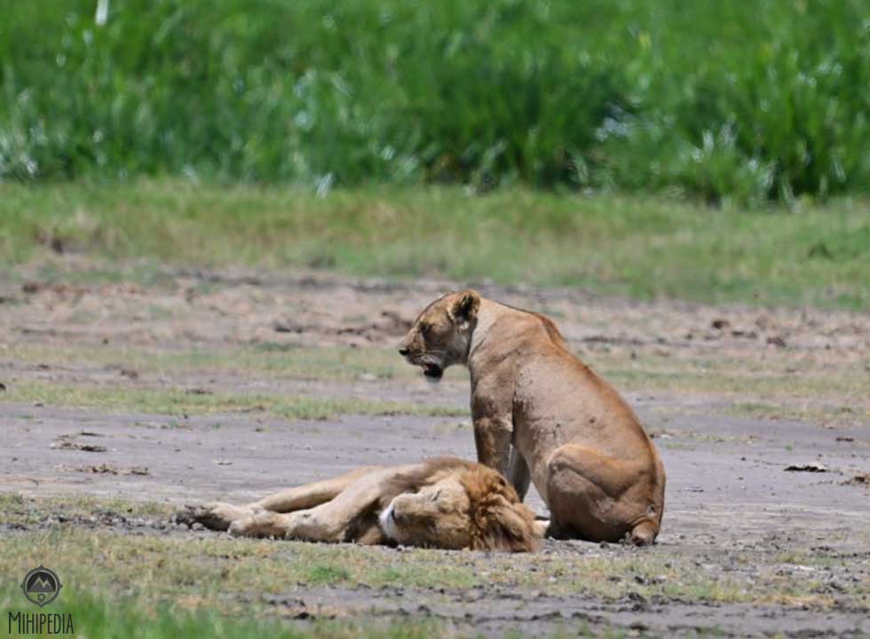 From playful tumbles to peaceful naps, these lion at the Crater. 