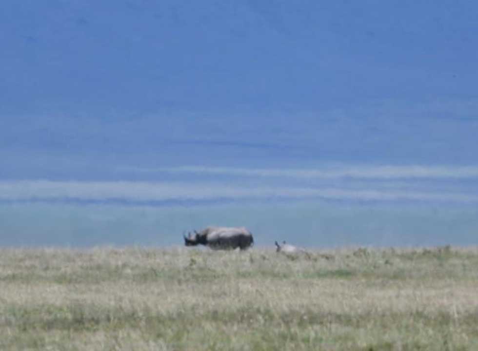 A rare encounter with the mighty rhino—an ancient creature that has roamed the earth for millions of years