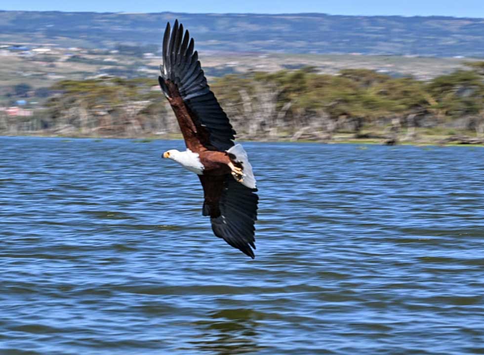 African fish eagle diving into Lake Naivasha during a wildlife boat tour in Kenya