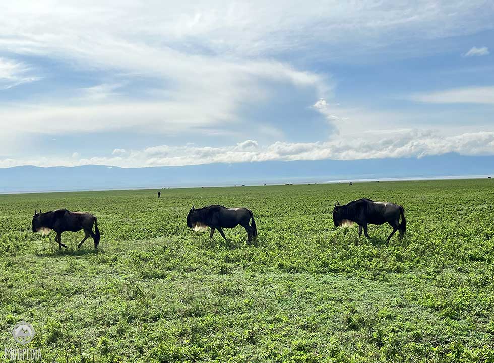 Incredible wildlife scenes at Ngorongoro Crater 