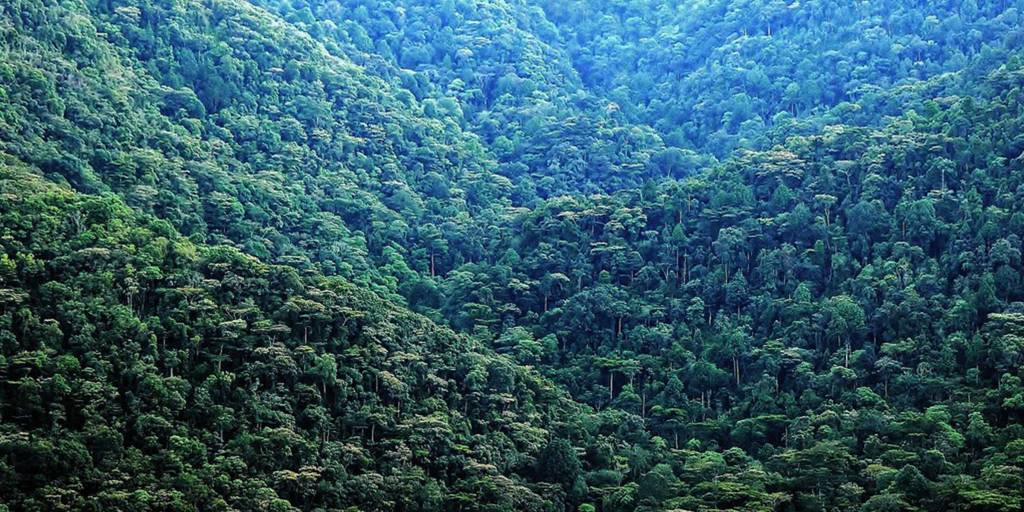 Misty rainforest canopy of Bwindi Impenetrable Forest in Uganda, rich with biodiversity and ancient trees.