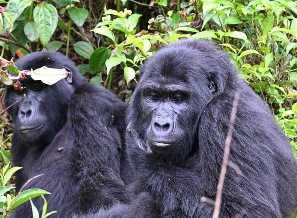 Face-to-face with the Binyindo silverback—a humbling and awe-inspiring moment on the trail.