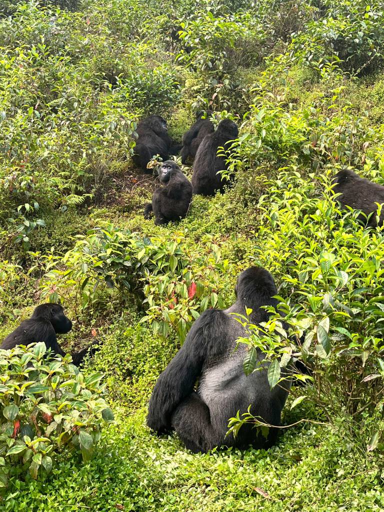 The dominant silverback of the Binyindo gorilla troop sitting confidently among dense forest undergrowth in Bwindi