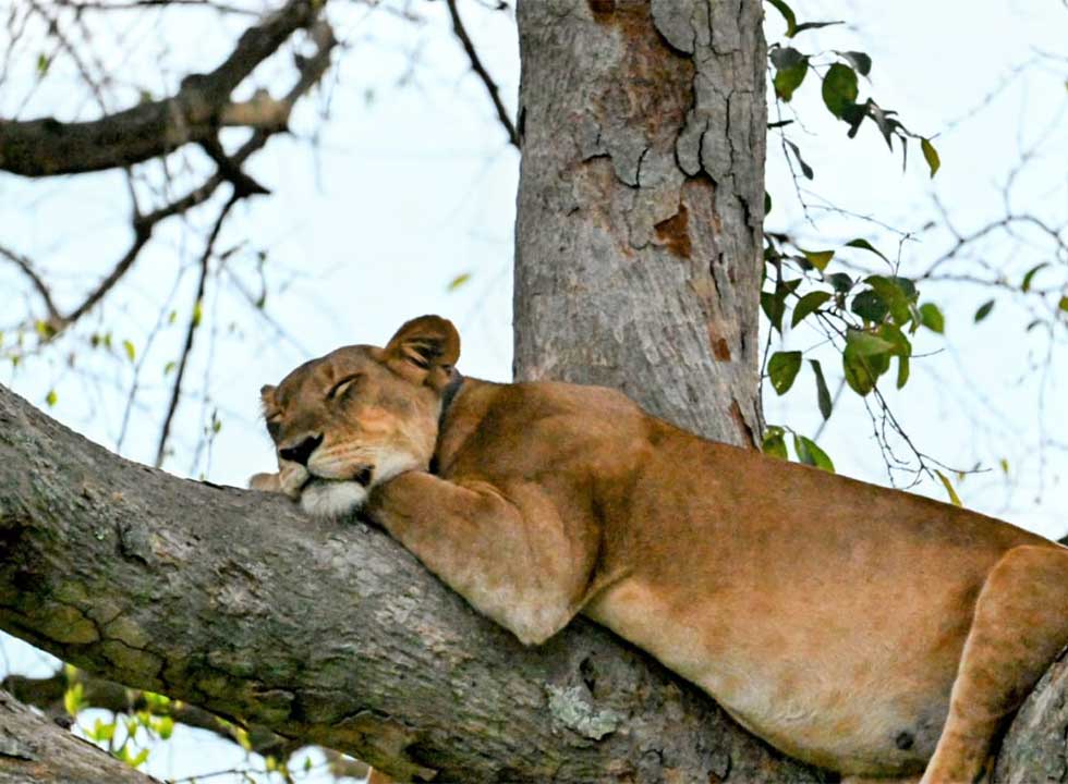 Lounging lions of the Queen Elizabeth National Park