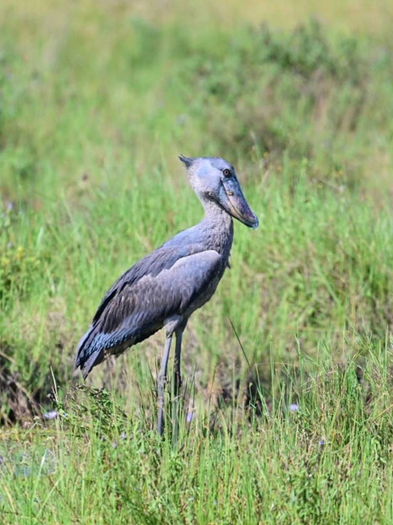 Close-up of a shoebill bird in Uganda