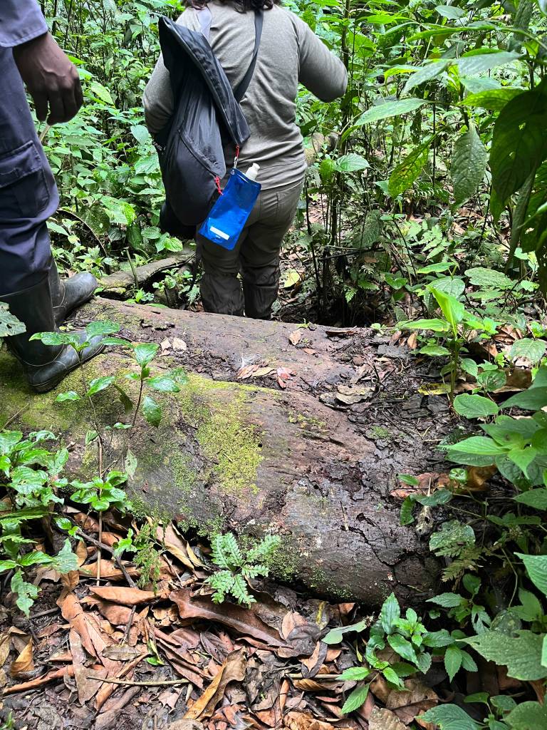 Trekking through the untamed beauty of Bwindi—where every step reveals hidden wonders of the wild