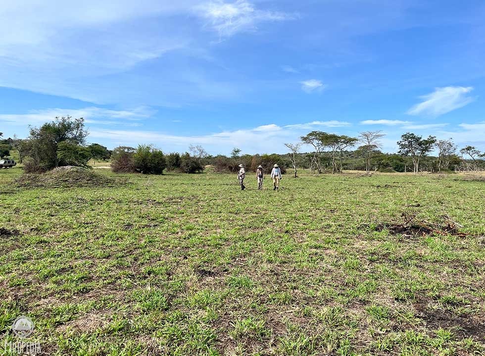 Guided walking safari in Lake Mburo National Park, Uganda